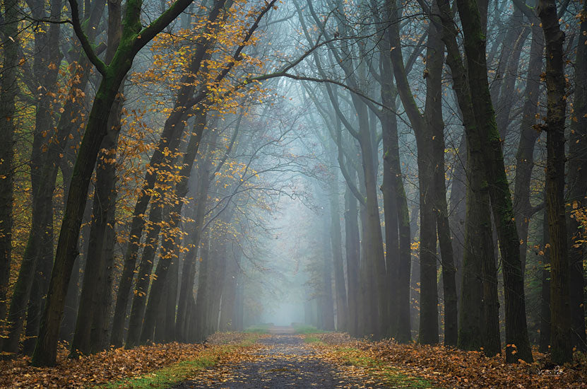 Martin Podt MPP777 - MPP777 - Moody Autumn   - 16x12 Photography, Trees, Road, Path, Leaves, Autumn, Fall from Penny Lane