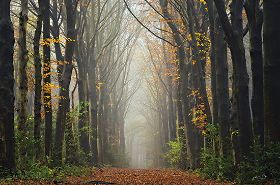 Martin Podt MPP778 - MPP778 - The Unknown Road    - 16x12 Photography, Trees, Road, Path, Leaves, Autumn, Fall from Penny Lane