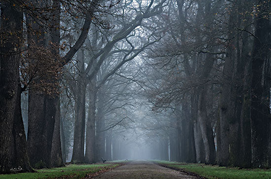 Martin Podt MPP781 - MPP781 - Creepy Road     - 16x12 Photography, Trees, Road, Path, Night, Evening from Penny Lane