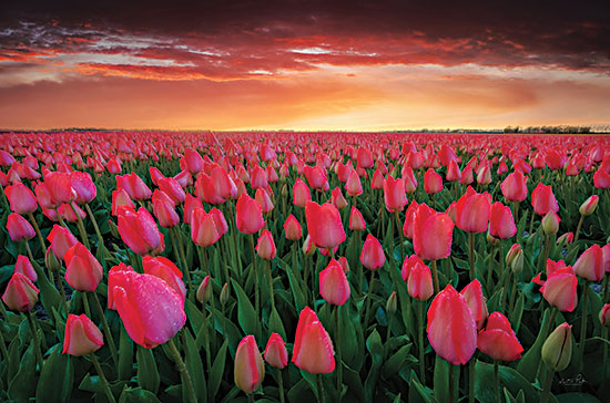 Martin Podt MPP796 - MPP796 - Tulip Field Sunset - 18x12 Tulips, Flowers, Field of Tulips, Photography, Pink Flowers, Sunset, Nature from Penny Lane