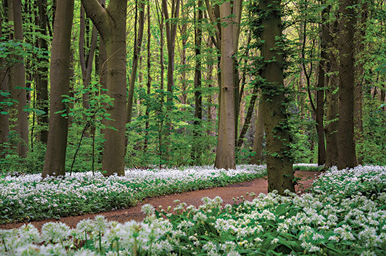 Martin Podt MPP818 - MPP818 - White Carpet - 18x12 Road, Paths, Trees, Flowers, Photography from Penny Lane