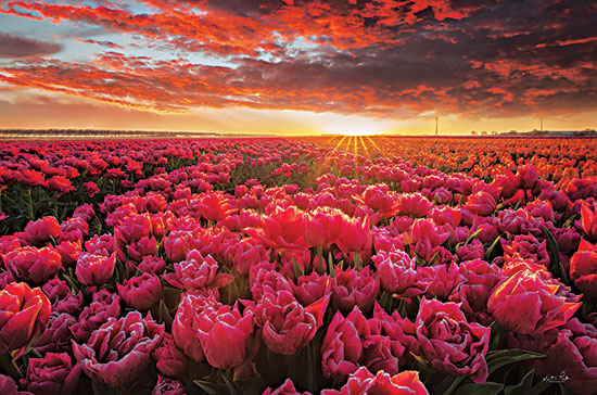 Martin Podt MPP823 - MPP823 - Tulip Magnificence - 18x12 Tulips, Flowers, Pink Tulips, Sunset, Photography, Field of Tulips, Landscape from Penny Lane