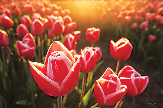 Martin Podt MPP825 - MPP825 - Tulips at Sunrise - 18x12 Tulips, Flowers, Pink Tulips, Photography, Sunrise, Field of Tulips, Landscape from Penny Lane