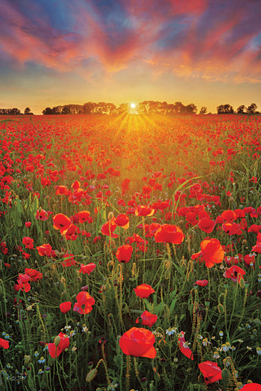 Martin Podt MPP826 - MPP826 - Poppies at Sunset - 12x18 Poppies, Flowers, Red Poppies, Field of Poppies, Photography, Sunset, Nature from Penny Lane