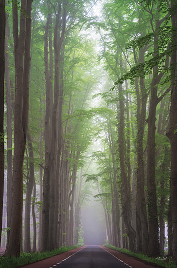 Martin Podt MPP859 - MPP859 - Foggy Road - 12x18 Photography, Forest, Path, Trees, Woods, Nature, Street, Road, Fog from Penny Lane