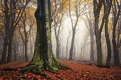 MPP863LIC - Autumn in the Forest - 0