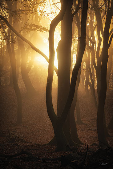 Martin Podt MPP885 - MPP885 - Glowing Forest - 12x18 Photography, Forest, Landscape, Trees, Sunlight from Penny Lane