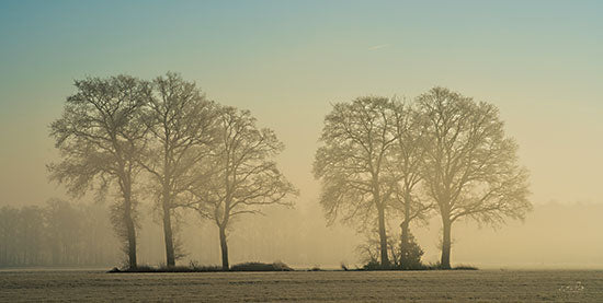 Martin Podt MPP891 - MPP891 - Grove of Trees - 18x9 Trees, Landscape, Photography, Nature from Penny Lane