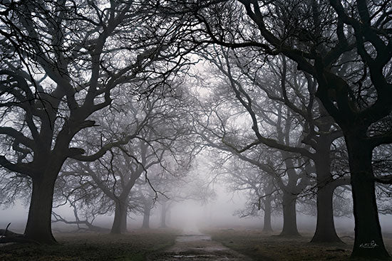 Martin Podt MPP896 - MPP896 - A Colorless World - 18x12 Trees, Landscape, Photography, Paths, Road, Tree-Lined Road, Fog, Nature from Penny Lane