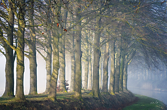 Martin Podt MPP897 - MPP897 - Standing Together - 18x12 Photography, Trees, Landscape, Nature from Penny Lane