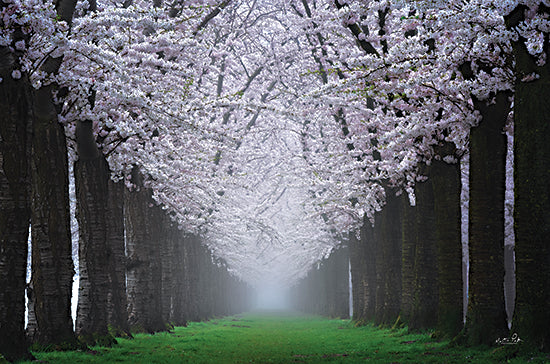 Martin Podt MPP899 - MPP899 - Magical Cherry Blossom Lane - 18x12 Photography, Trees, Forest, Cherry Blossom Trees, Path, Landscape from Penny Lane