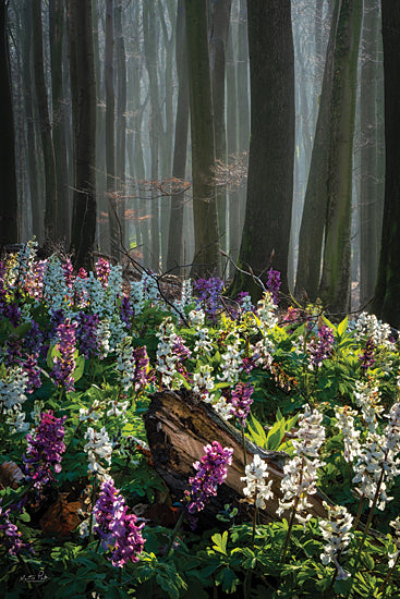 Martin Podt MPP900 - MPP900 - The Flower Forest - 12x18 Photography, Flowers, Purple Flowers, Trees, Forest, Spring Flowers, Spring, Landscape from Penny Lane