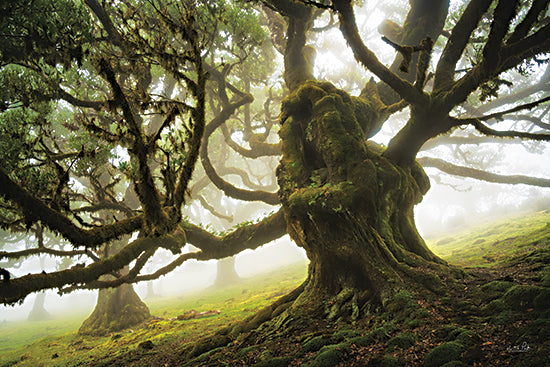 Martin Podt MPP931 - MPP931 - Forest Monster - 18x12 Photography. Trees, Forest, Landscape, Gnarly Tree from Penny Lane