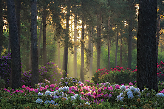 Martin Podt Licensing MPP942LIC - MPP942LIC - Flowers in the Forest - 0  from Penny Lane