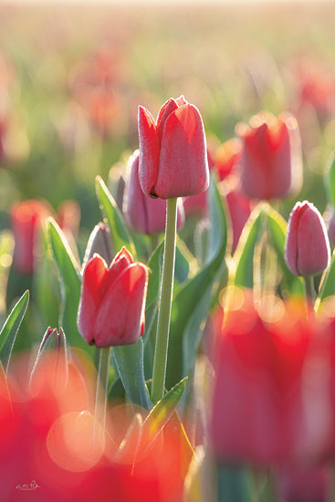 Martin Podt Licensing MPP946LIC - MPP946LIC - Tulips in the Sunlight - 0  from Penny Lane