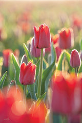 MPP946LIC - Tulips in the Sunlight - 0