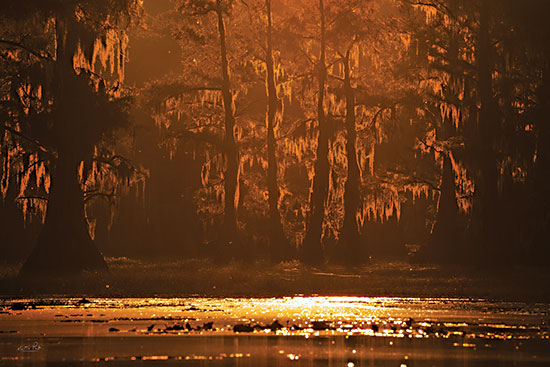 Martin Podt MPP958 - MPP958 - Glowing Swamp - 18x12 Photography, Sunrise, Swamp, Trees, Coastal, Landscape from Penny Lane