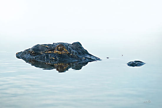 Martin Podt MPP961 - MPP961 - Alligator Sighting - 18x12 Photography, Alligator, Aquatic Animals, Coastal, Ocean from Penny Lane