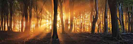 Martin Podt MPP970A - MPP970A - Morning Rays - 36x12 Photography, Forest, Trees, Sun, Sunrays, Sunlight, Morning, Landscape, Yellow from Penny Lane