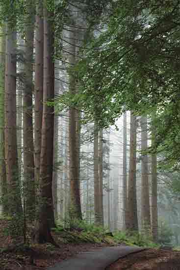 Martin Podt MPP978 - MPP978 - Some Fine Pines - 12x18 Photography, Landscape, Trees, Pine Trees, Path, Forest from Penny Lane