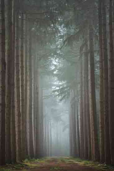 Martin Podt MPP979 - MPP979 - This Way to Wonderland - 12x18 Photography, Landscape, Trees, Pine Trees, Path, Forest from Penny Lane