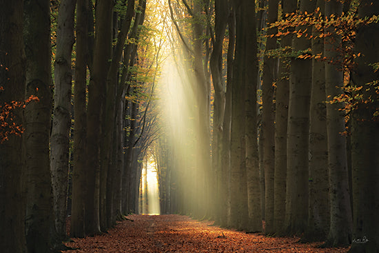 Martin Podt MPP986 - MPP986 - The Beauty from Above - 18x12 Photography, Landscape, Trees, Path, Fall, Leaves, Sunlight, Forest from Penny Lane