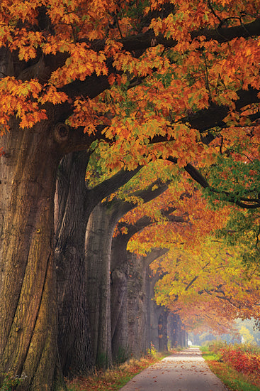 Martin Podt MPP988 - MPP988 - Autumn Path - 12x18 Photography, Fall, Trees, Landscape, Path, Leaves, Yellow from Penny Lane