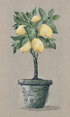 NOR144 - Lemon Tree - 10x20