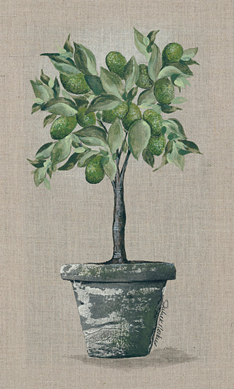 Julie Norkus NOR145 - NOR145 - Lime Tree - 10x20 Limes, Lime Tree, Potted Tree, Fruit from Penny Lane