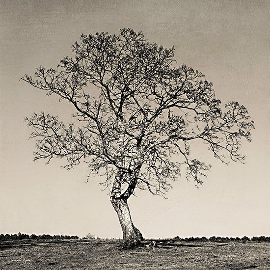 Jennifer Rigsby RIG103 - RIG103 - Tree No. 54 - 12x12 Tree, Landscape, Photography, Sepia from Penny Lane