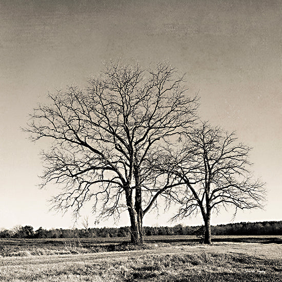Jennifer Rigsby RIG104 - RIG104 - Tree No. 57 - 12x12 Trees, Landscape, Photography, Sepia from Penny Lane