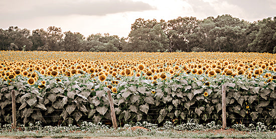 Jennifer Rigsby RIG105 - RIG105 - Sunflower Field No. 7 - 18x9 Sunflowers, Flowers, Fall, Field of Sunflowers, Farm, Photography, Landscape from Penny Lane
