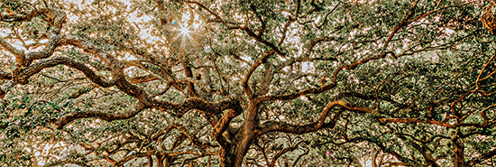 Jennifer Rigsby RIG107 - RIG107 - Low Country Oaks I - 18x6 Trees, Low Country Oaks, Oak Trees, Knotted Limbs, Photography, Sunlight, Nature, Photography from Penny Lane