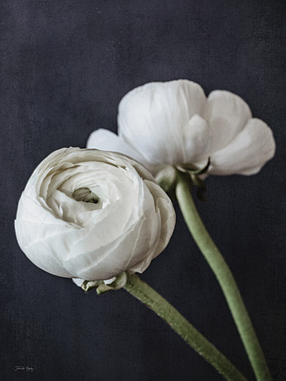 Jennifer Rigsby RIG130 - RIG130 - Refined Beauty I - 12x16 Photography, Flowers, White Flowers, Black Background, Spring, Still Life from Penny Lane