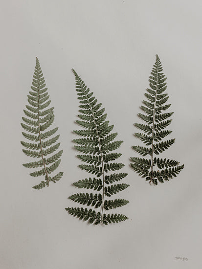 Jennifer Rigsby RIG166 - RIG166 - Light Fern Study II - 12x16 Photography, Nature, Ferns, Study, Pteridology from Penny Lane