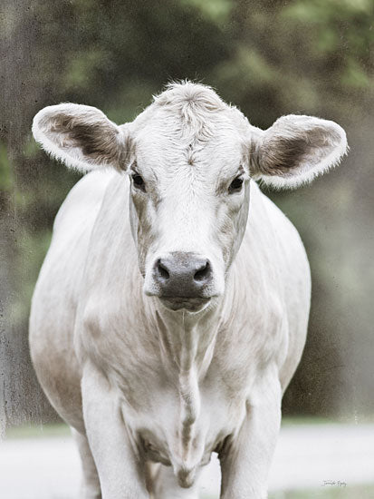 Jennifer Rigsby RIG215 - RIG215 - Princess - 12x16 Photography, Cow, White Cow, Portrait, Farm Animal from Penny Lane