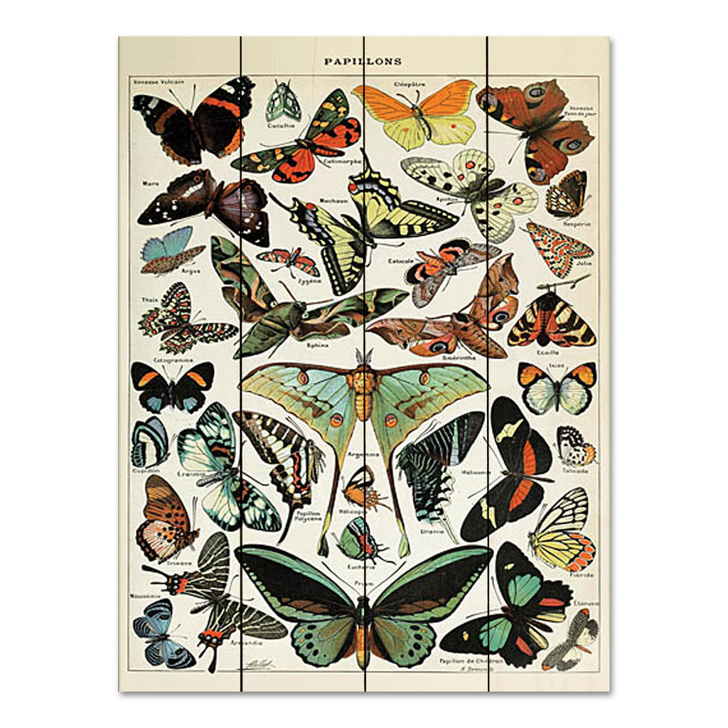 Susan Ball SB1078PAL - SB1078PAL - Papillons 1   - 12x16 Butterflies, Papillons, French, Chart, Typography, Signs, Textual Art, Nature from Penny Lane