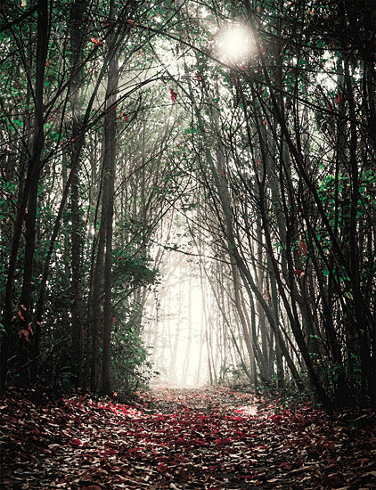 Susan Ball SB1144 - SB1144 - Path in the Woods - 12x16 Photography, Forest, Trees, Path, Nature, Sunlight, Leaves, Woods, Fall from Penny Lane