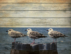 SB686 - Vintage Seagulls  - 16x12