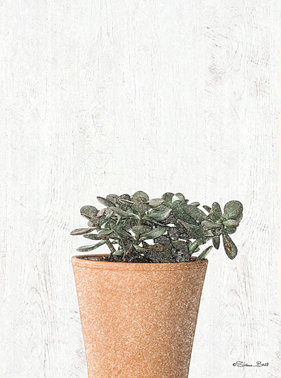Susan Ball SB760 - SB760 - Succulents III    - 12x16 Succulents, Photography, Potted Plant from Penny Lane