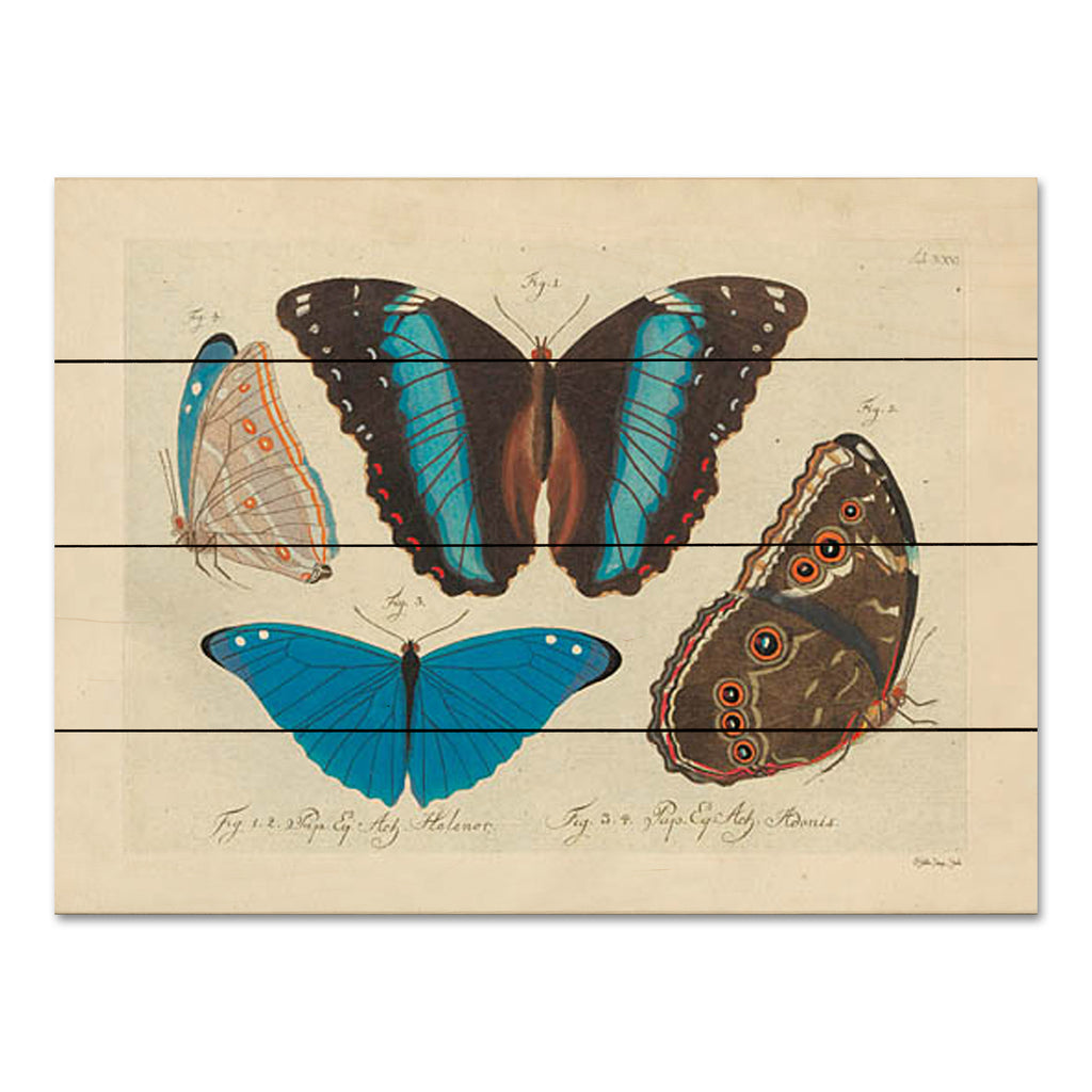 Stellar Design Studio SDS1172PAL - SDS1172PAL - Vintage Butterflies 1 - 16x12 Butterflies, Vintage Chart, Typography from Penny Lane