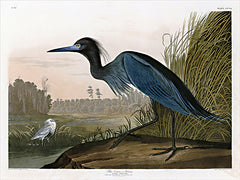 SDS1190 - Blue Crane    - 16x12