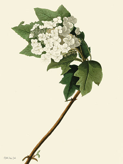 Stellar Design Studio SDS1245 - SDS1245 - Vintage Flower Bloom  - 12x16 Flowers, White Flowers, Botanical, Leaves from Penny Lane