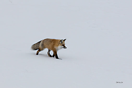 Stellar Design Studio SDS1360 - SDS1360 - Red Fox 1 - 18x12 Fox, Wildlife, Animal, Winter, Snow, Photography, Landscape from Penny Lane