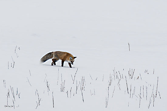 Stellar Design Studio SDS1362 - SDS1362 - Red Fox 3 - 18x12 Fox, Wildlife, Animal, Winter, Snow, Photography, Landscape from Penny Lane