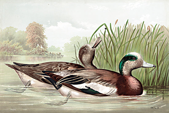 Stellar Design Studio SDS1418 - SDS1418 - Resting Duck 1 - 18x12 Lake, Ducks, Mallard Ducks, Cattails, Green from Penny Lane