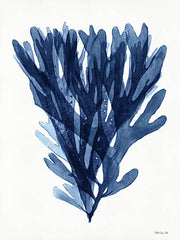 SDS476 - Transparent Indigo Sea Grass I     - 12x16