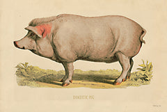SDS530 - Domestic Pig - 18x12