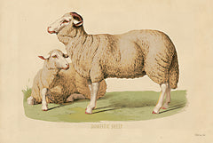 SDS531 - Domestic Sheep - 18x12