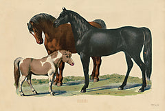 SDS533 - Horses - 18x12